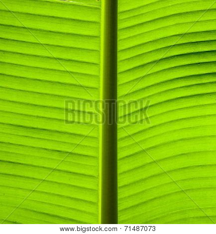 Close-up on Green banana leaf