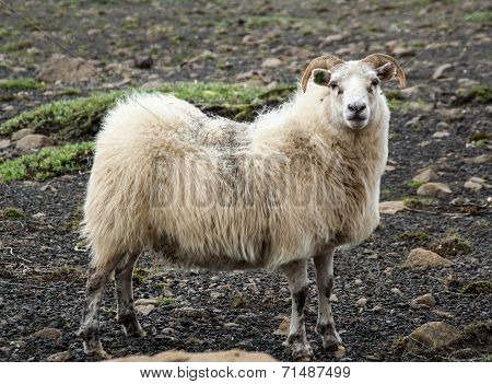 Sheep Posing