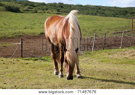 Blonde Horse Eating Grass