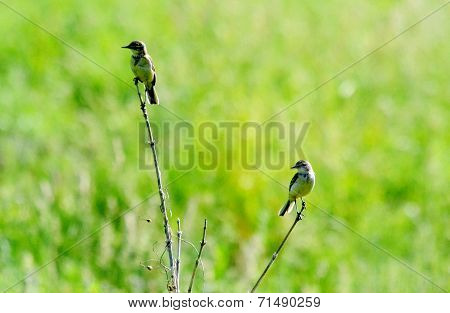 Steepe birds