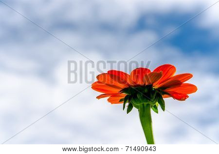 Zinnia flower on blue sky background