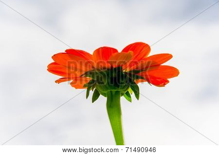 Zinnia flower on cloud background