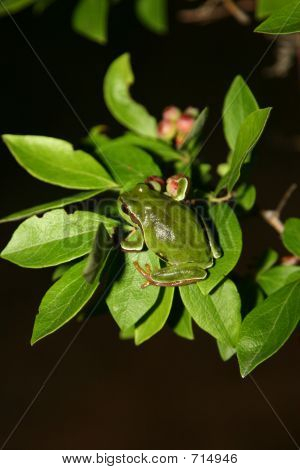 Tree Frog