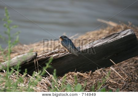 Barn Swallow Juvenile