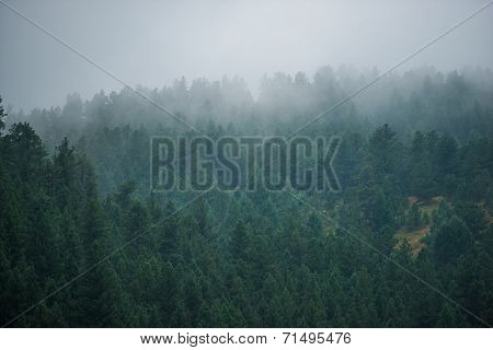 Foggy Forest Hill