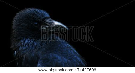 Crow, Raven