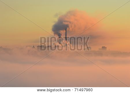 Plant In A Fog