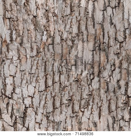 Seamless Bark Tree
