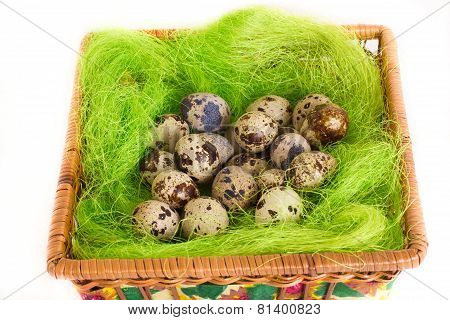 Easter green basket nest with quail eggs