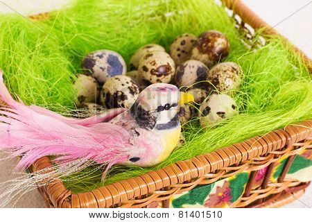 Beautiful bird sitting in a nest with Easter quail eggs on a white background