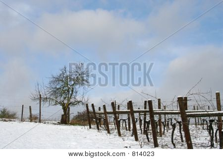 wintervineyard3