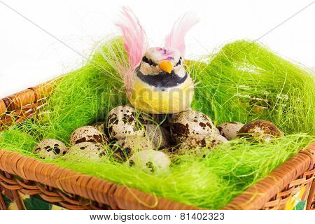 Bright bird sitting in a nest with Easter quail eggs on a white background
