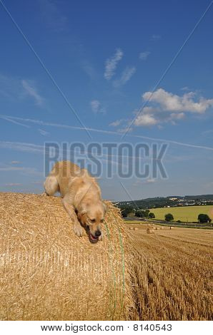 Naturel köpek