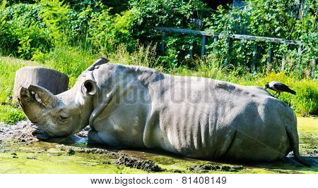 Rhino and Raven together any time.