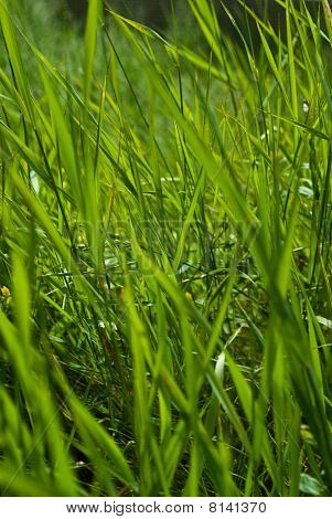 Long Green Summer Grass