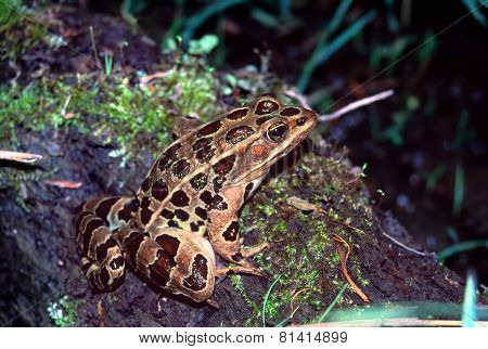 Northern Leopard Frog on a mossy log in Illinois.