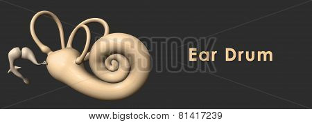 Ear drum