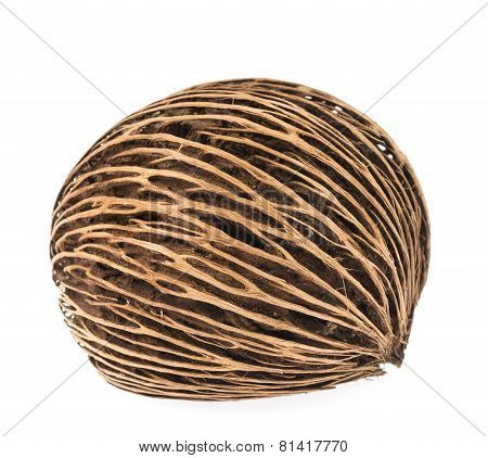 Cerbera Dry Fruit On White Background