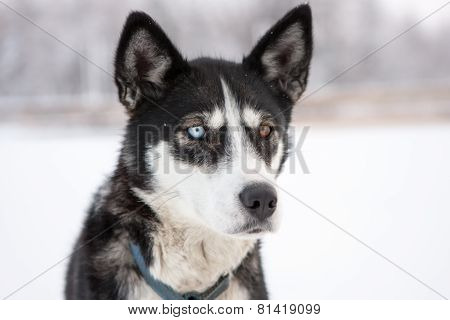 Close Up Of Dog With Different Color Eyes