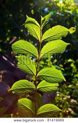 Beautiful Leaves Of A Hazlenut Tree In Detail