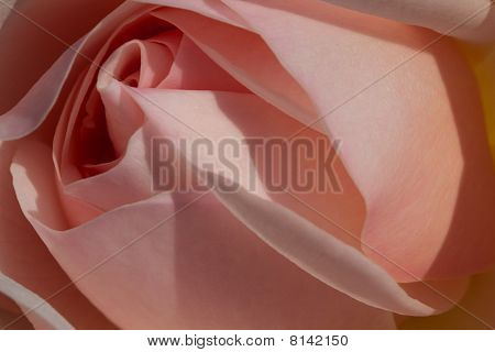 Pink rose closeup