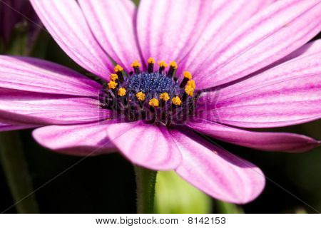 Marguerite i nærbillede