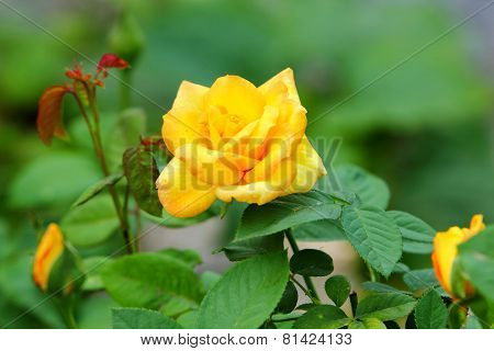 Yellow Rose