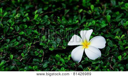 fangipani flower and leaf