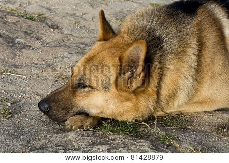 German Shepherd Resting Relaxed