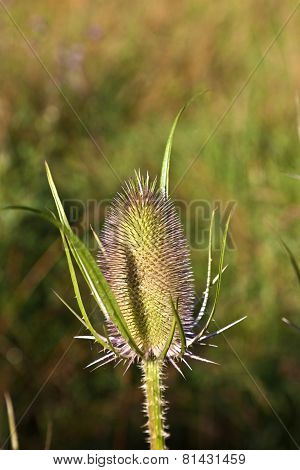 Beautiful Thistle In The Meadow