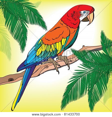 Parrot Macaw