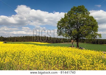 Way Between Rapeseed Field And Lime Tree With Crucifix
