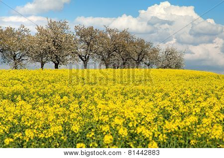 Field Of Rapeseed With Beautiful Clouds
