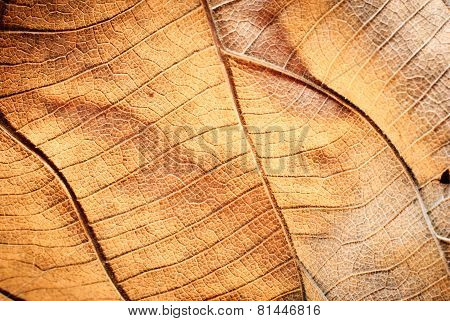 Dry Leaf