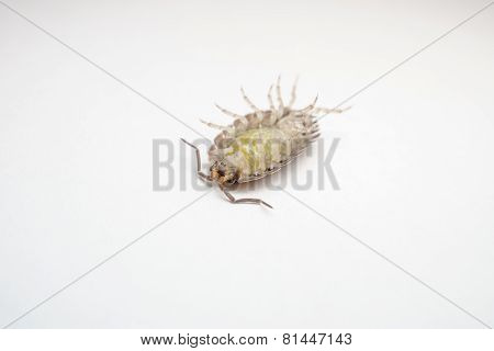 Macro photo of a Woodlouse on a white background