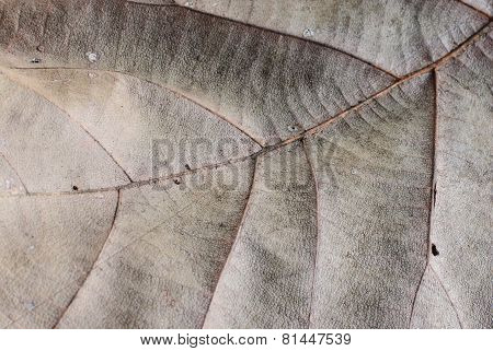 Dry Leaf