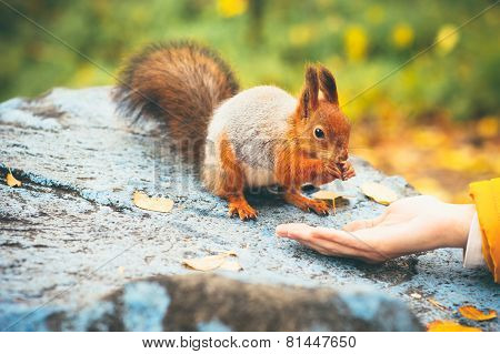 Squirrel eating nuts from woman hand forest on background