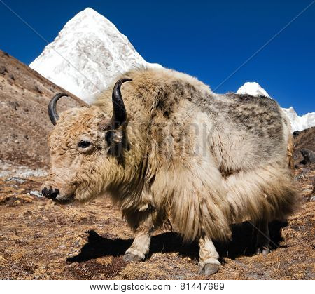 Yak On The Way To Everest Base Camp And Mount Pumo Ri