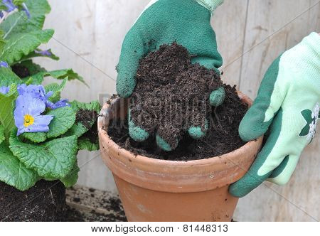 Potting Flowers