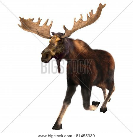 Running Moose