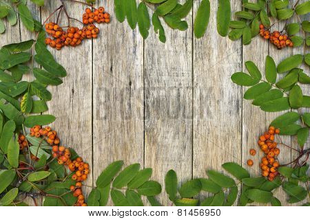 Vintage style frame with mountain ash berries (Sorbus aucuparia) on raw wooden background.