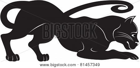 Black Puma