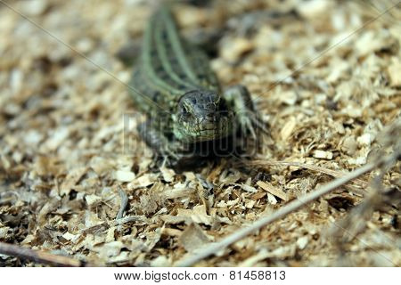 cautious lizard