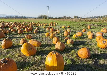 Pumpkin Patch