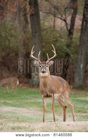 White-tailed Deer Buck