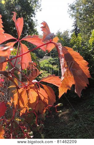 Leaves Of Parthenocissus On The Fence