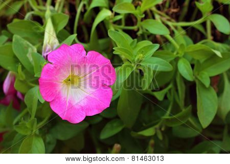 A Pink Hibiscus Flower At The Park