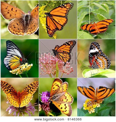 Motyl Collage