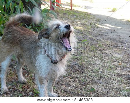 dog