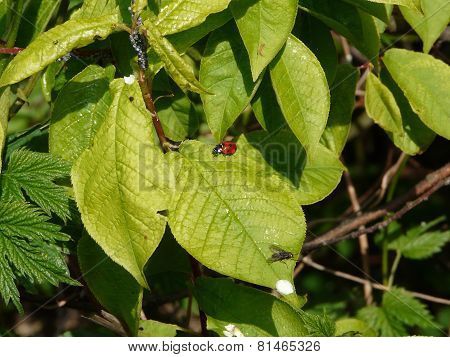 ladybug